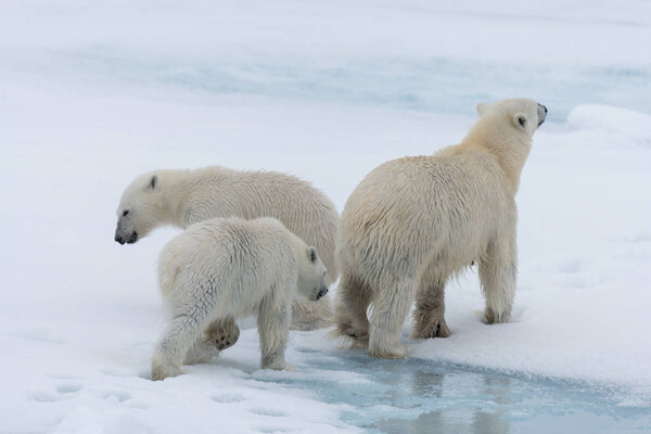 Wild polar bear (Ursus maritimus) mother and twin cubs on the pa