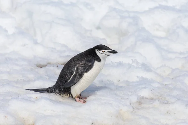 Антарктичний Пінгвін Снігу Антарктиці — стокове фото