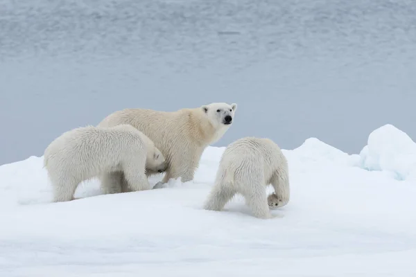 Oso Polar Ursus Maritimus Madre Gemelos Paquete Hielo Norte Svalbard —  Fotos de Stock