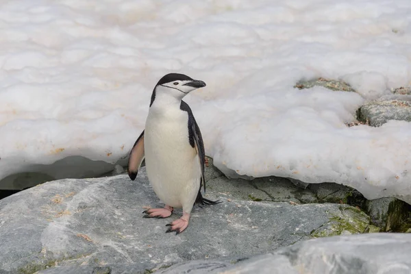 Παλιόσπιτο Πιγκουίνος Στο Χιόνι Στην Ανταρκτική — Φωτογραφία Αρχείου