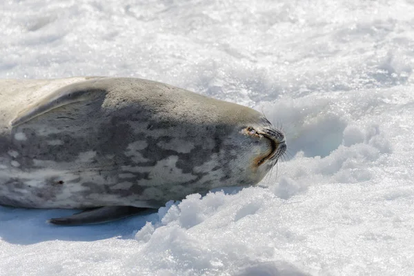 Phoque Léopard Sur Plage Avec Neige Antarctique — Photo