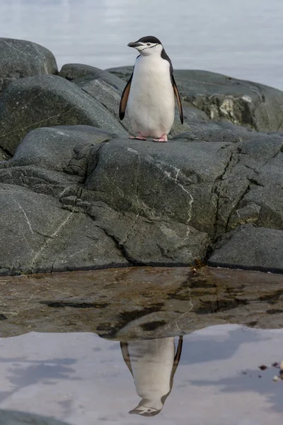 Kinnriemen Pinguin Auf Dem Felsen Mit Spiegelung Der Antarktis — Stockfoto