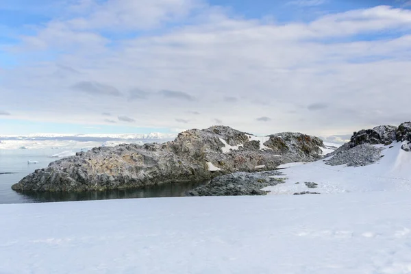 Leopardenrobbe Strand Mit Schnee Der Antarktis — Stockfoto