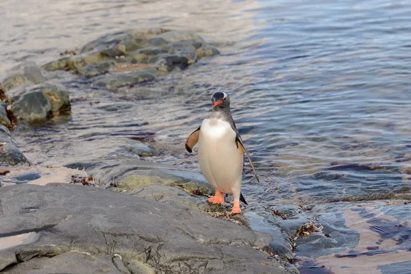 Gentoo Пінгвіна Воді — стокове фото