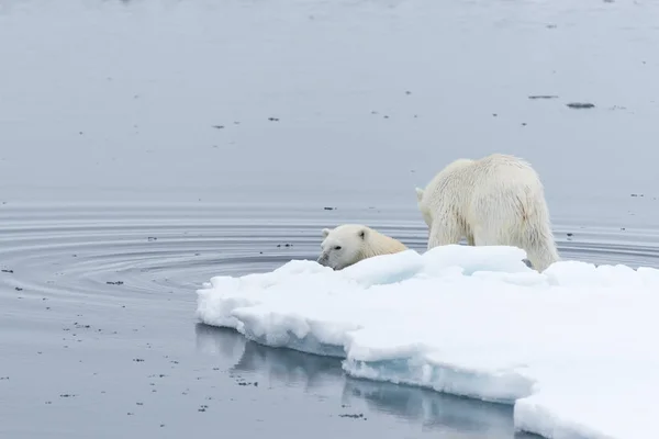 Urso Polar Selvagem Filhotes Nadando Entre Gelo Gelo Pacote Norte — Fotografia de Stock