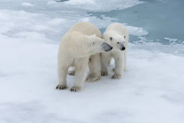 Orso Polare Ursus Maritimus Madre Cucciolo Sul Pack Ice Nord — Foto Stock