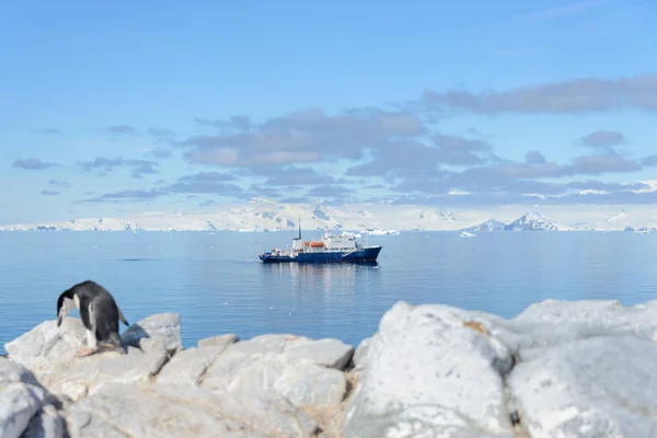 Stormbandpinguïn Het Strand Antarctica — Stockfoto