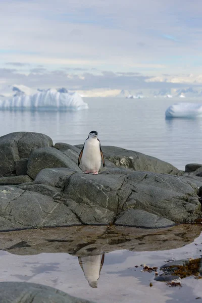 Stormbandpinguïn Rots Met Reflectie Antarctica — Stockfoto