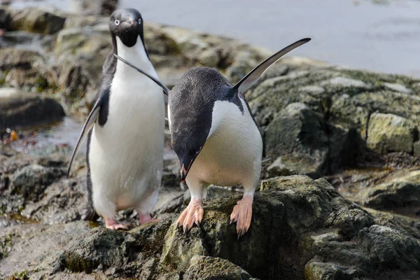 Penguins Nature Habitat — Stock Photo, Image