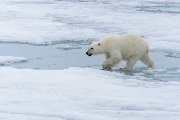 Orso Polare Ursus Maritimus Che Reca Sul Ghiaccio Del Branco — Foto Stock