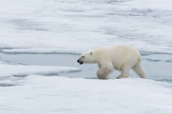 Orso Polare Ursus Maritimus Che Reca Sul Ghiaccio Del Branco — Foto Stock