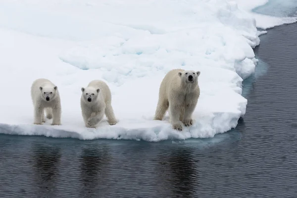 Jegesmedve Ursus Maritimus Anya Két Kölykeit Jégtáblák Svalbard Sarkvidéki Norvégia — Stock Fotó