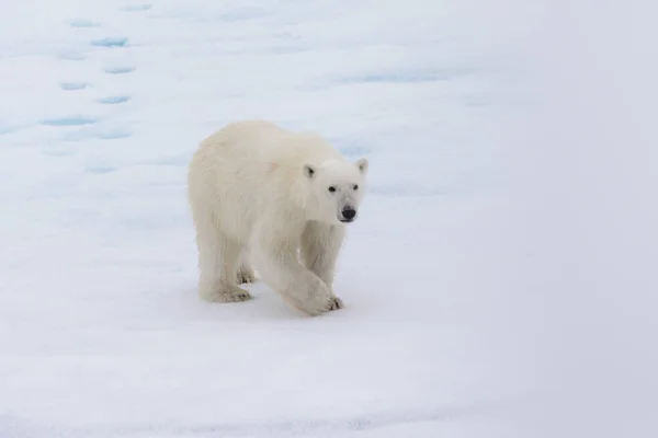 Oso Polar Ursus Maritimus Paquete Hielo Norte Isla Spitsbergen Svalbard — Foto de Stock