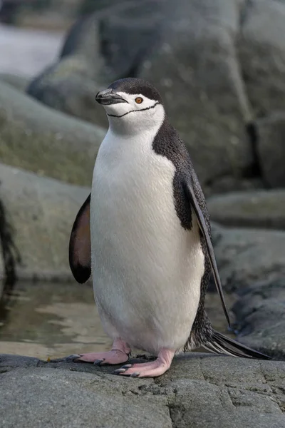 Chinstrap Pinguim Rocha Perto — Fotografia de Stock