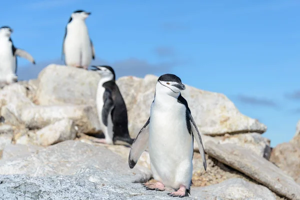 アゴヒゲ ペンギンの南極のビーチで — ストック写真