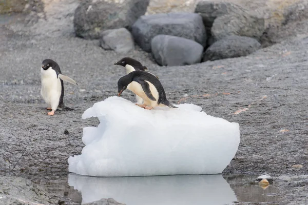 Adelie Pingvin Som Står Isen Antarktis — Stockfoto
