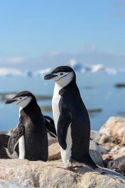 Pingouin Chinstrap Sur Plage Antarctique — Photo