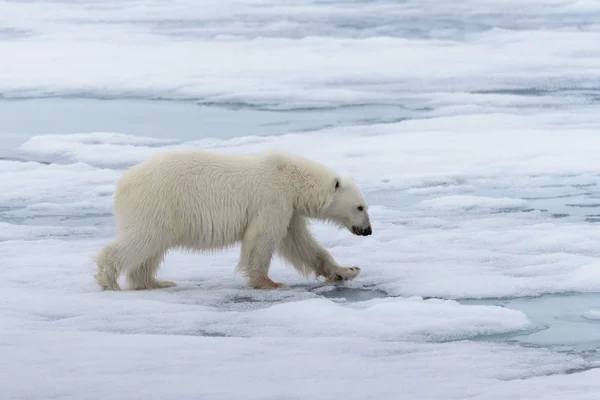 Jegesmedve Ursus Maritimus Folyik Jégtáblák Északra Spitsbergen Szigeten Svalbard — Stock Fotó