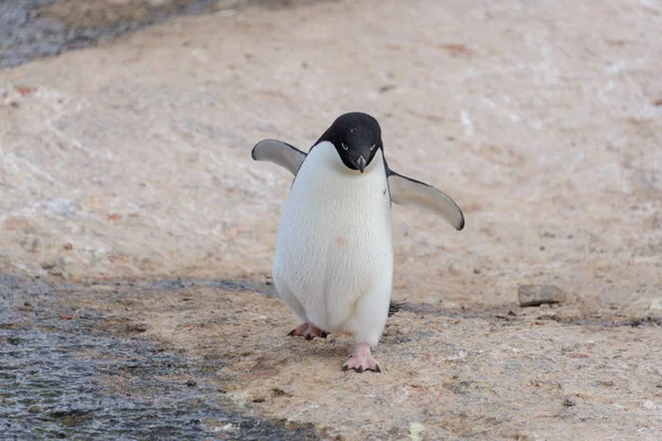 Adéliepinguïn Gaande Strand Antarctica — Stockfoto