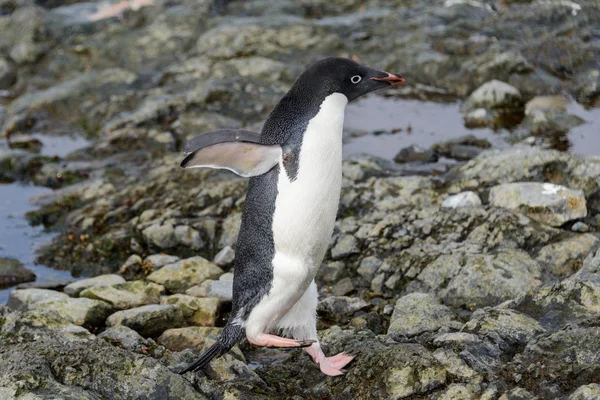 Adelie Penguin Standing Beach Antarctica — Stock Photo, Image