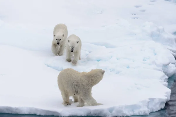 북극곰 Maritimus 어머니와 스발바르 노르웨이 북쪽에 — 스톡 사진