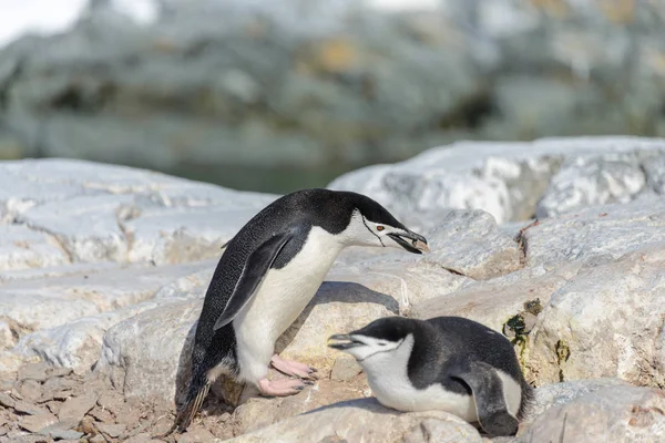 南极海滩上的中国企鹅 — 图库照片