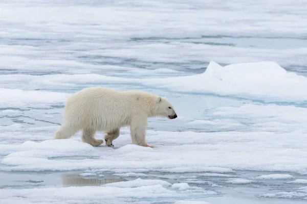 Urso Polar Ursus Maritimus Indo Gelo Pacote Norte Ilha Spitsbergen — Fotografia de Stock