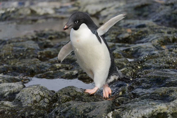 Pinguïn Natuur Habitat — Stockfoto