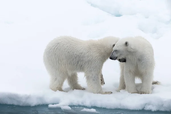 Lední Medvěd Ursus Maritimus Matka Mládě Ledě Pack Severně Polárního — Stock fotografie