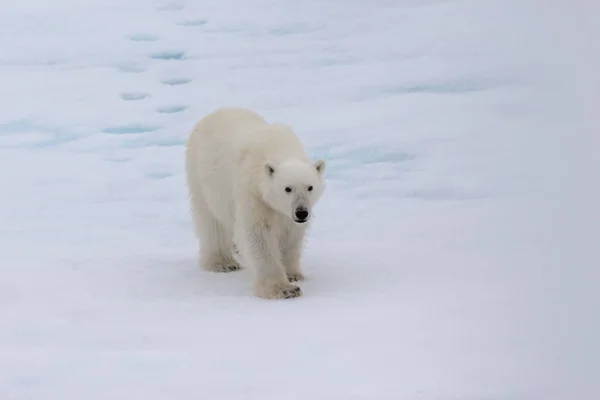 Kutup Ayısı Ursus Maritimus Paketi Buz Kuzey Spitsbergen Adası Svalbard — Stok fotoğraf