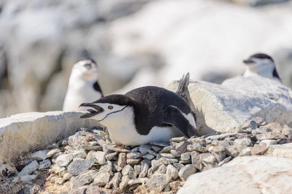 Chinstrap Penguin Laying Rock Antarctica — Stock Photo, Image