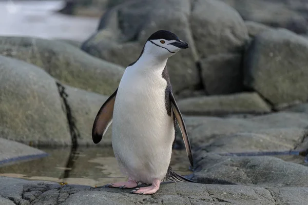 Pingouin Chinstrap Sur Rocher Gros Plan — Photo