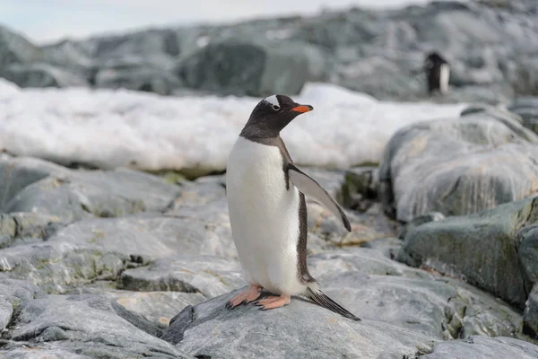 Ezelspinguïn Sneeuw Antarctische Wateren — Stockfoto