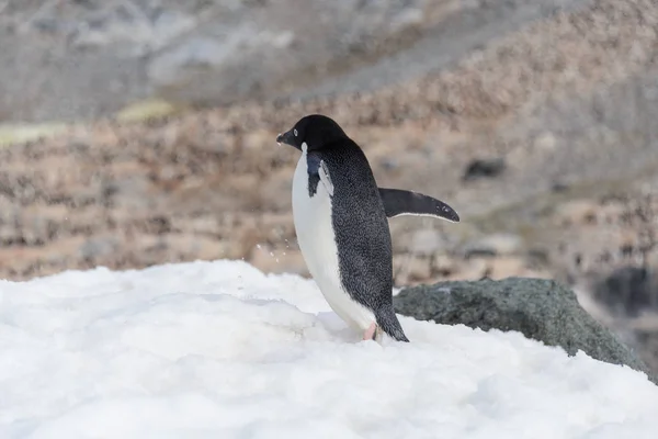Пінгвін Аделі Стоячи Пляжі Антарктиді — стокове фото