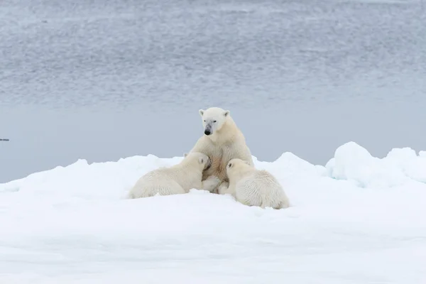 Полярний Ведмідь Матері Годування Дитинчат Pack Льоду Північ Від Шпіцберген — стокове фото