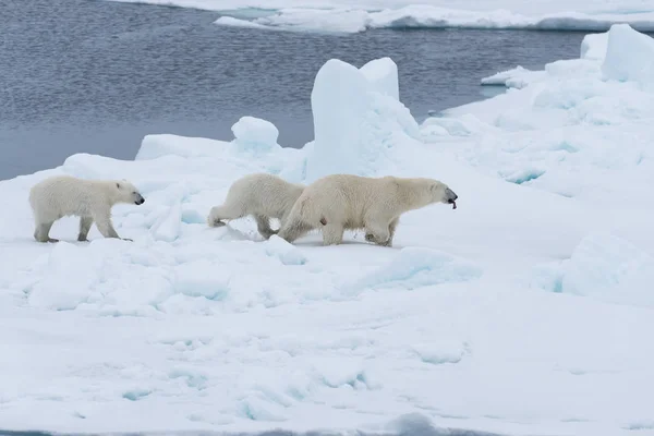 Orso Polare Selvatico Ursus Maritimus Madre Cuccioli Gemelli Sul Pack — Foto Stock