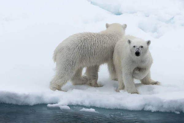 Oso Polar Ursus Maritimus Madre Cachorro Paquete Hielo Norte Svalbard —  Fotos de Stock