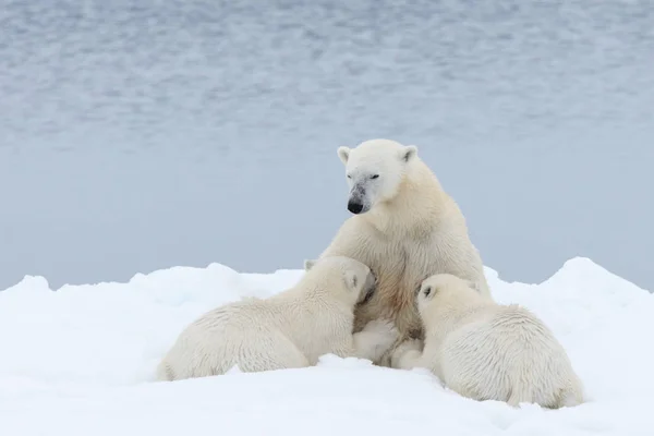 Madre Dell Orso Polare Nutre Suoi Cuccioli Sul Pack Ice — Foto Stock