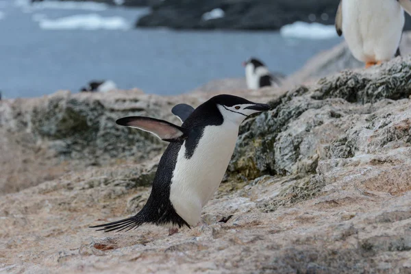 Pinguim Adelie Indo Para Praia Antártida — Fotografia de Stock