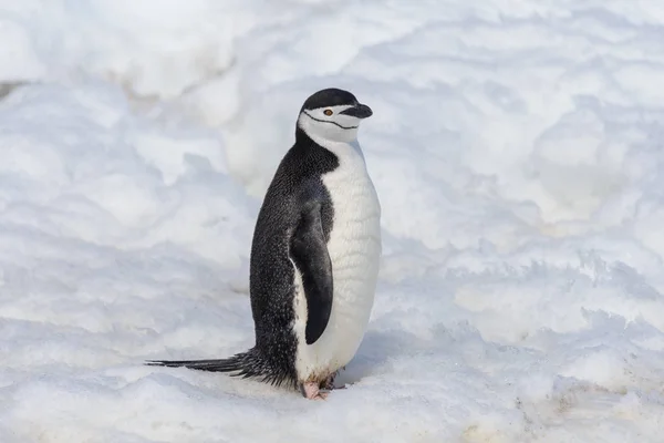 Kinnriemen Pinguin Schnee Der Antarktis — Stockfoto