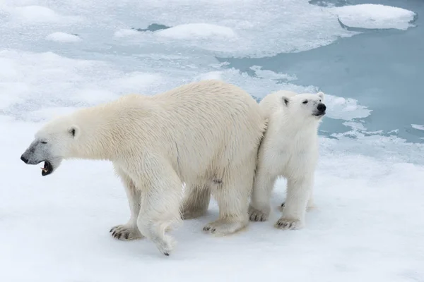 Polar Bear Ursus Maritimus Mother Cub Pack Ice North Svalbard — Stock Photo, Image