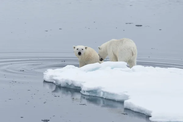 野生のホッキョクグマとカブス スバールバル北極 ノルウェーの北 流氷の氷中水泳 — ストック写真