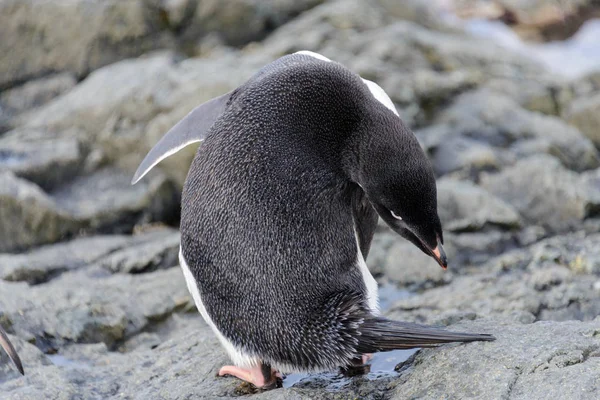 Adelie Pinguino Piedi Sulla Spiaggia Antartide — Foto Stock