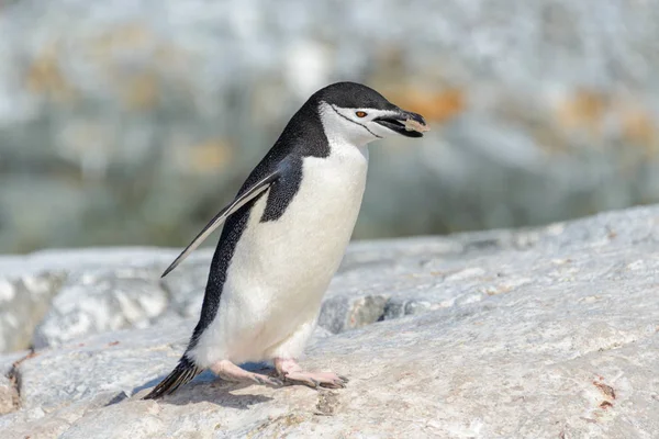Tučňák Uzdičkový Pláži Antarktidě — Stock fotografie