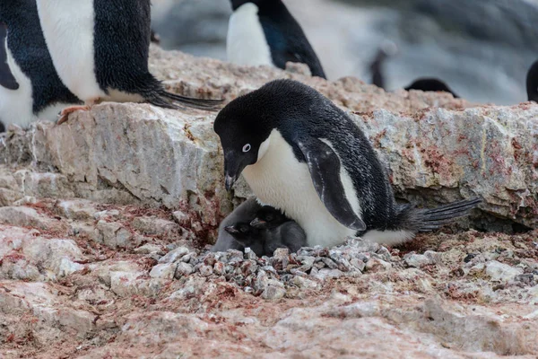 Pingouin Adélie Avec Des Poussins Dans Son Nid Antarctique — Photo