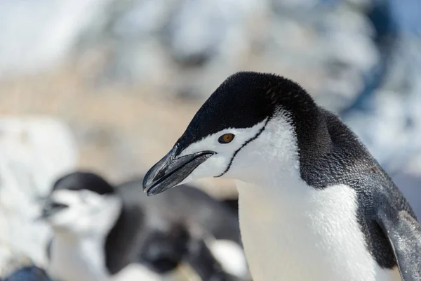 Chinstrap Pinguino Sulla Spiaggia Antartide Vicino — Foto Stock