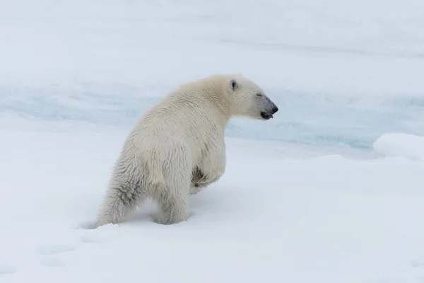 Wilde Eisbärenbabys Auf Dem Packeis Nördlich Von Spitzbergen — Stockfoto