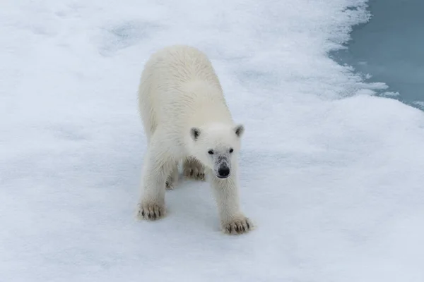Urso Polar Ursus Maritimus Filhote Gelo Pacote Norte Svalbard Arctic — Fotografia de Stock