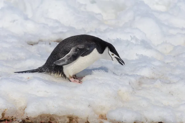 Pinguino Chinstrap Sulla Neve Antartide — Foto Stock