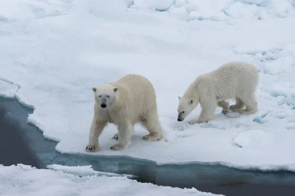Jegesmedve Ursus Maritimus Anya Kölyök Jégtáblák Svalbard Sarkvidéki Norvégia Északi — Stock Fotó